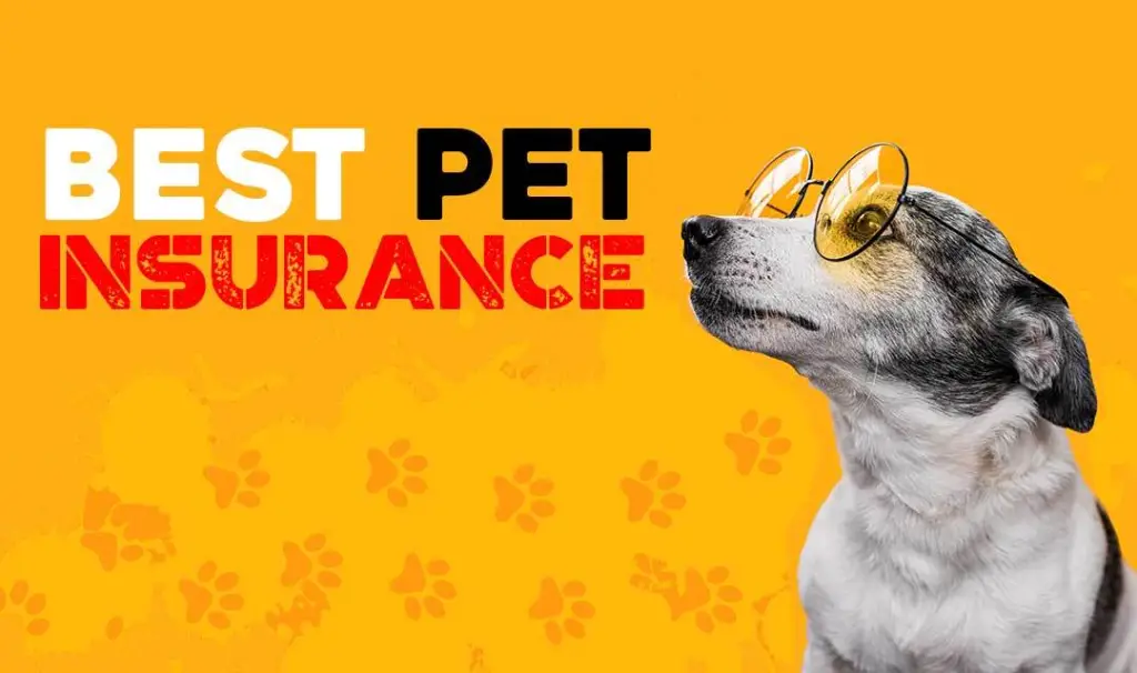 Top Pet Insurance Companies