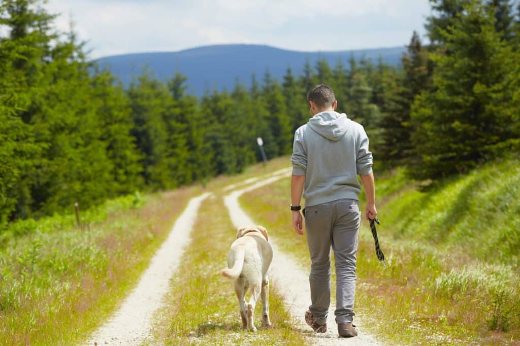 Give enough walks to pets: