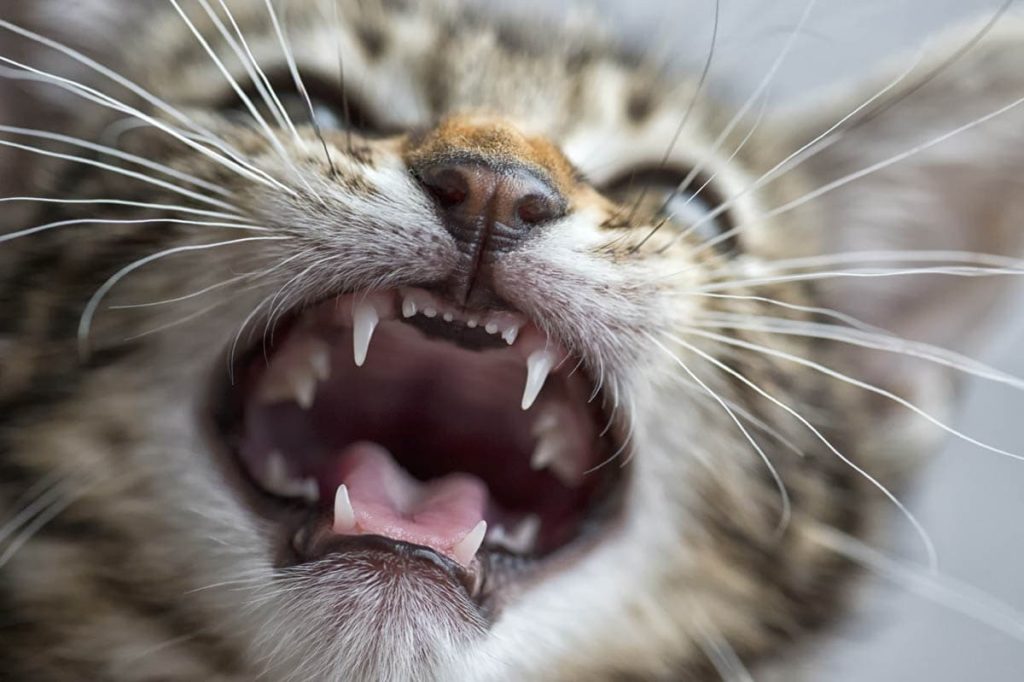 Is It Normal for Cats to Lose Their Teeth Reasons and Solutions