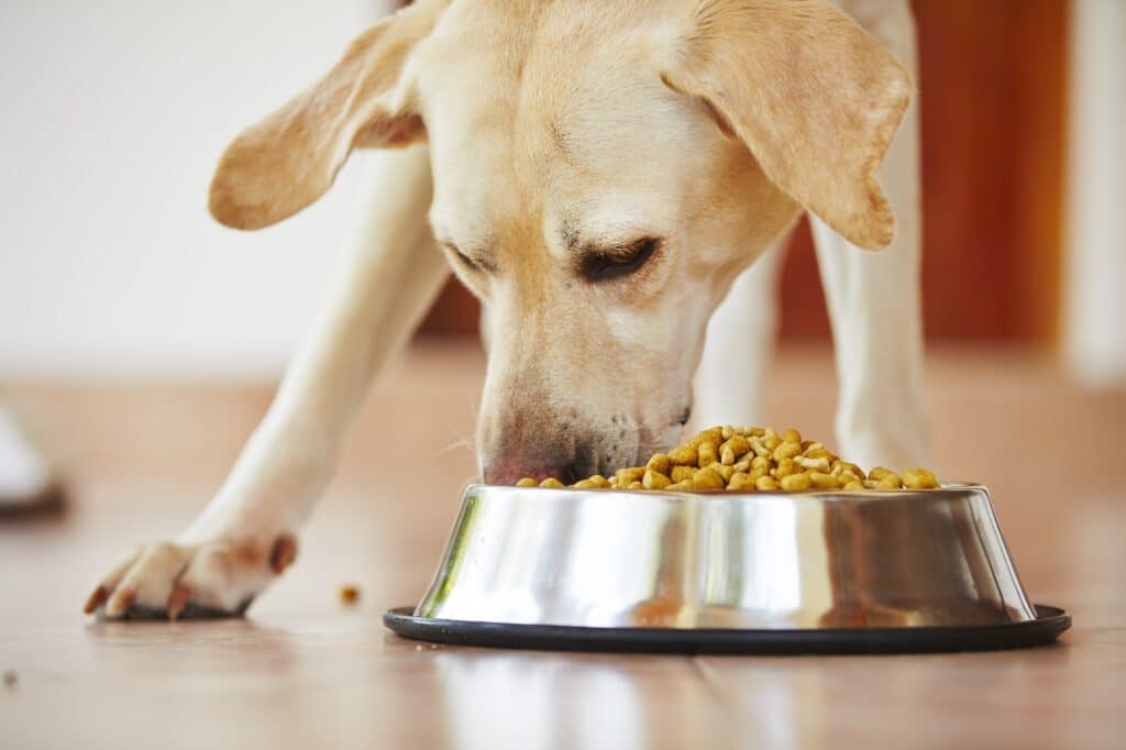 A Guide To Choosing The Perfect Dog Food For Your Beloved Pup