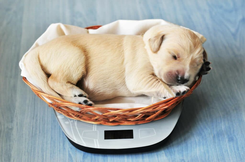 Weight of Puppy