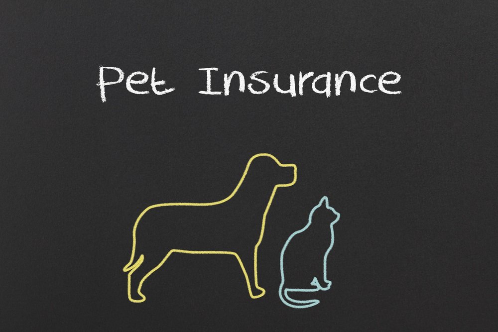 The Benefits of Pet Insurance for Cats